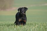 BEAUCERON - PUPPIES 417